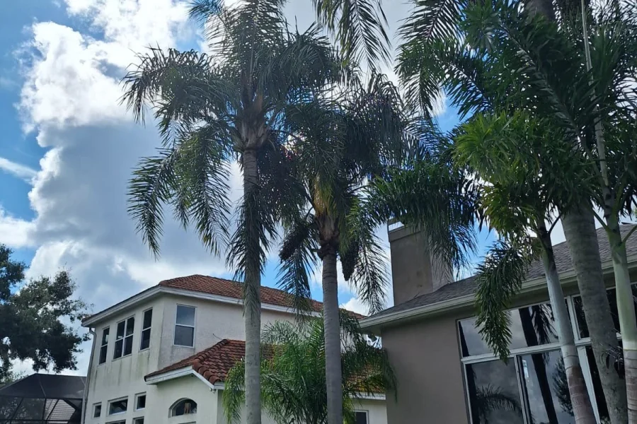 Tree Removal and Trimming (10)